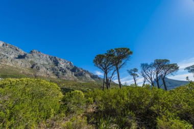 Cape town Masa Dağı