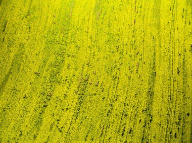 Sarı kanola alanları peyzaj
