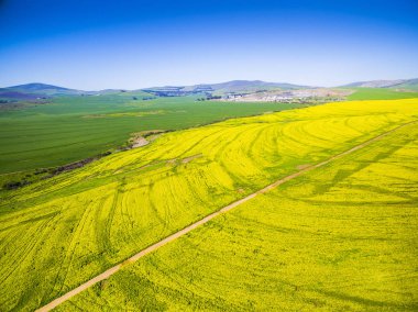Sarı kanola alanları peyzaj