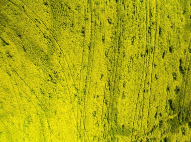 Sarı kanola alanları peyzaj