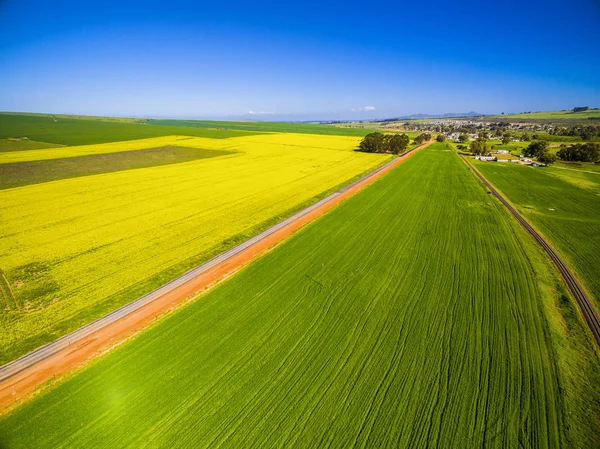 Κίτρινα πεδία canola τοπίο — Φωτογραφία Αρχείου