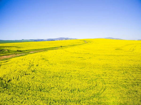 Жовті поля каноли пейзаж — стокове фото