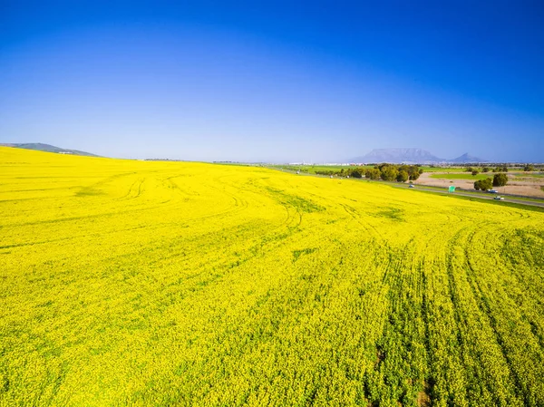 Gelbe Rapsfelder Landschaft — Stockfoto