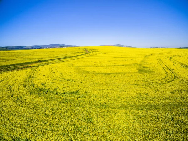 Pola żółte rzepakowy krajobraz — Zdjęcie stockowe