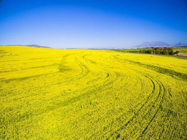 Жовті поля каноли пейзаж — стокове фото