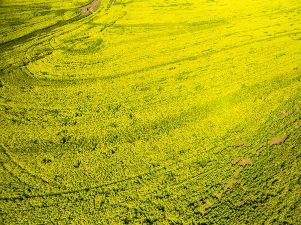 Campos de canola amarillo paisaje —  Fotos de Stock