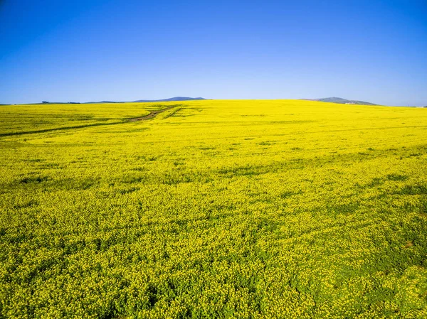 Κίτρινα πεδία canola τοπίο — Φωτογραφία Αρχείου