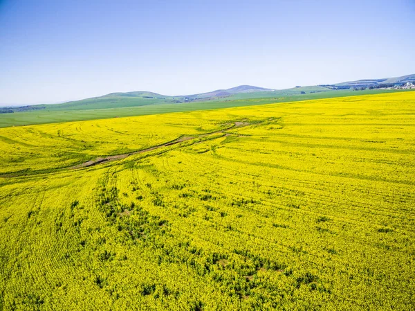 Gelbe Rapsfelder Landschaft — Stockfoto