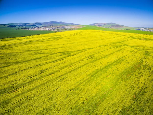 Gelbe Rapsfelder Landschaft — Stockfoto