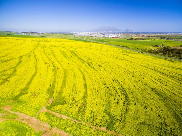 Gelbe Rapsfelder Landschaft — Stockfoto