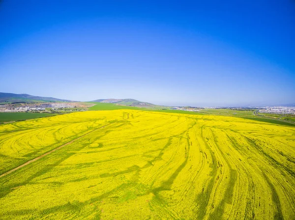 Κίτρινα πεδία canola τοπίο — Φωτογραφία Αρχείου