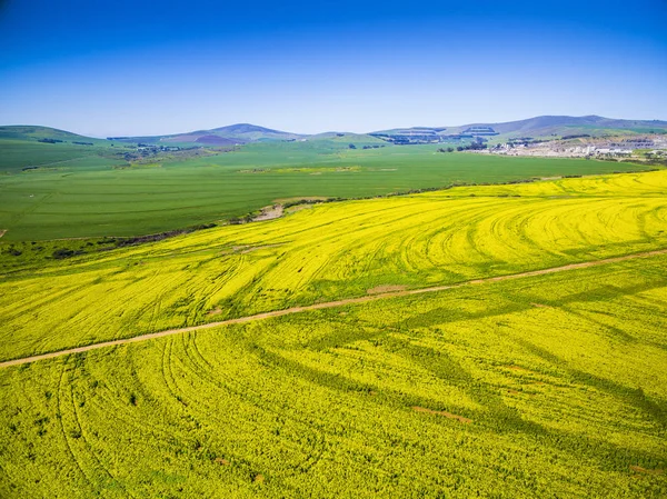 Gelbe Rapsfelder Landschaft — Stockfoto