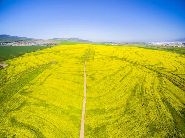 Κίτρινα πεδία canola τοπίο — Φωτογραφία Αρχείου