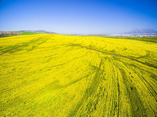 Κίτρινα πεδία canola τοπίο — Φωτογραφία Αρχείου