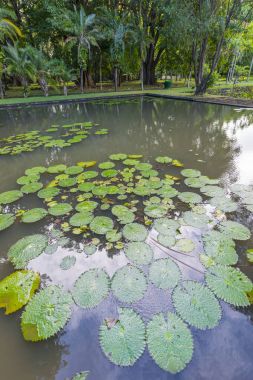 Dev Lily pond Botanik Bahçesi 