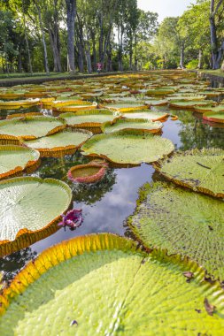 Dev Lily pond Botanik Bahçesi 