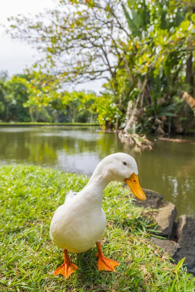 Vit anka på botaniska trädgården — Stockfoto