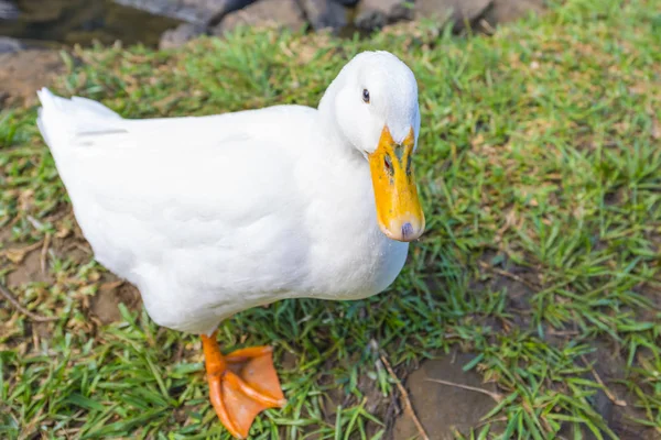 White duck at Botanical Garden — Stock Photo, Image