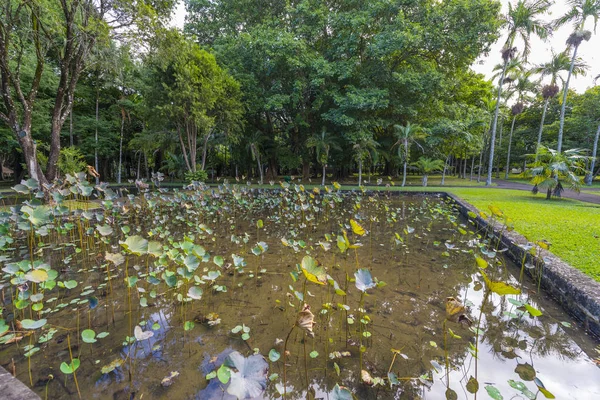 식물원에서 거 대 한 백합 연못 — 스톡 사진