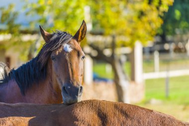 İstirahat at buzağı kahverengi