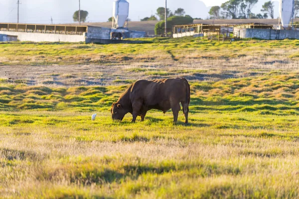 Male brown bull cow in pasture