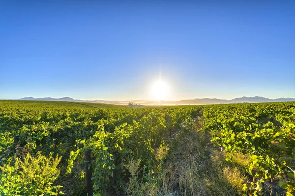 Východ slunce nad hroznů vinic — Stock fotografie