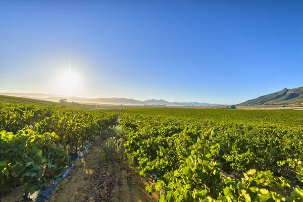 Východ slunce nad hroznů vinic — Stock fotografie