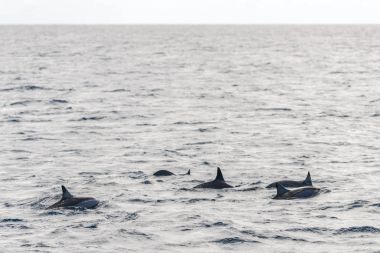 Mauritius okyanusta tropikal yunuslar