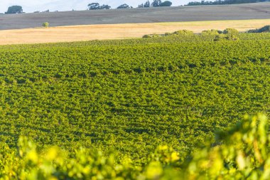 Üzüm bağ hill manzara