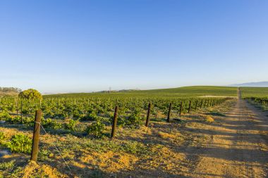 rural countryside grape vineyard clipart
