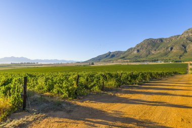 kırsal kırsal üzüm üzüm