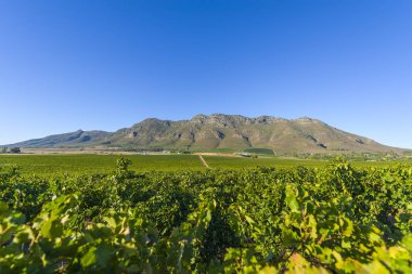 Grape vineyard landscape clipart