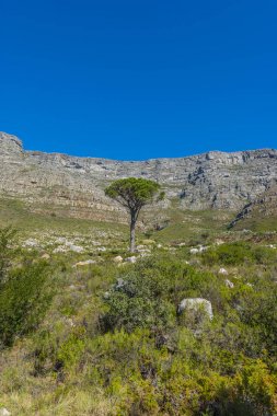Cape town Masa Dağı