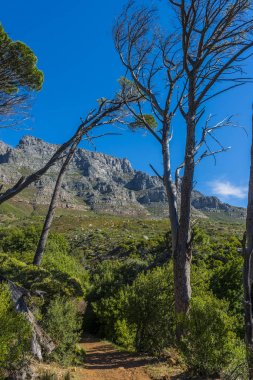 Cape town Masa Dağı