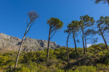 Cape town Masa Dağı