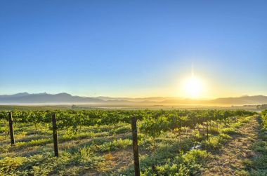Sunrise üzüm wineyards üzerinde