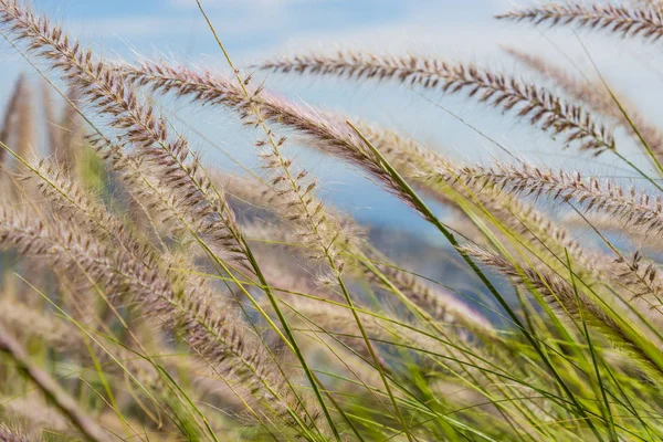 Wheat grass on Table Mountain