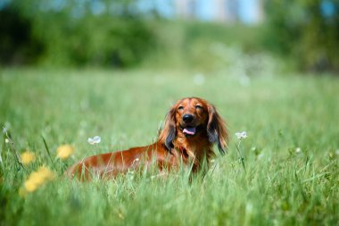 Ormanda, güneşli bir arazide köpek dachshund cinsi..