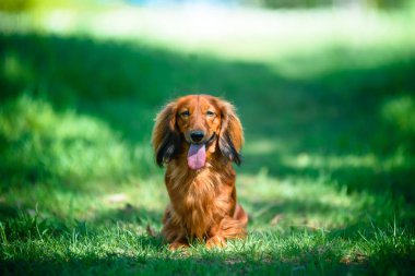 Ormanda, güneşli bir arazide köpek dachshund cinsi..
