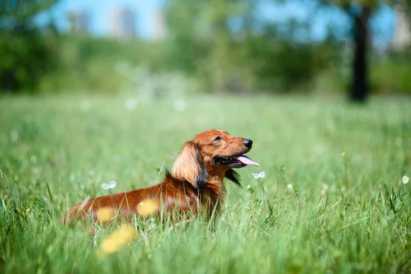 Raça de cães Dachshund na floresta em uma clareira ensolarada . — Fotografia de Stock