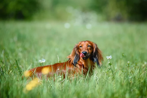 Chien de race teckel dans la forêt dans une clairière ensoleillée . — Photo