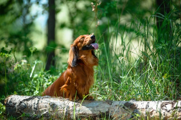 Порода собак такса в лесу на солнечной поляне . — стоковое фото