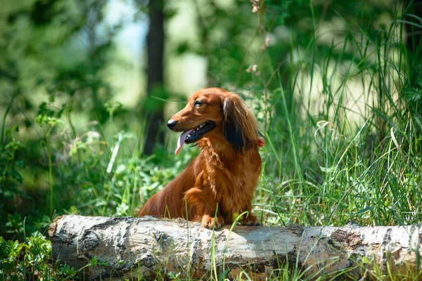 Chien de race teckel dans la forêt dans une clairière ensoleillée . — Photo