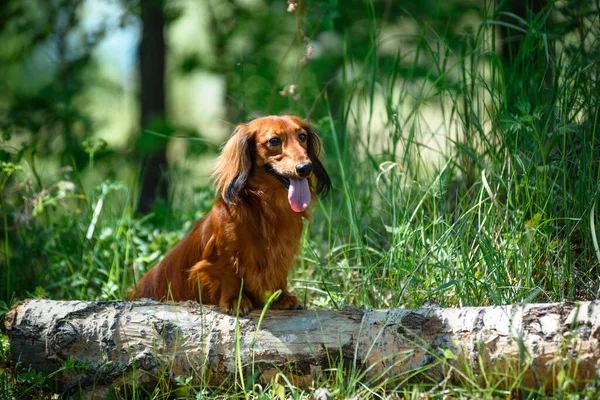 Hund rasen taxar i skogen i en solig glänta. — Stockfoto