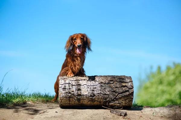 Chien de race teckel dans la forêt dans une clairière ensoleillée . — Photo