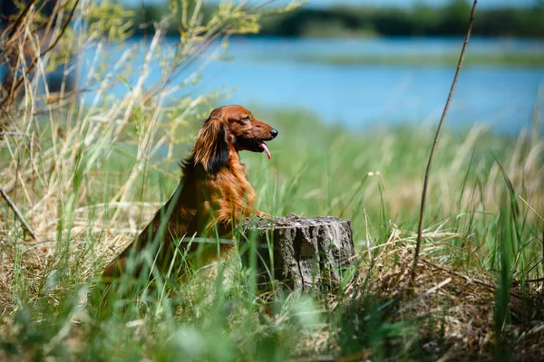 Chien de race teckel dans la forêt dans une clairière ensoleillée . — Photo