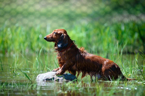 Dachshund chien assis sur un rocher sur la rivière, couleur brun — Photo