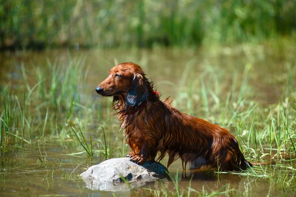 Dachshund chien assis sur un rocher sur la rivière, couleur brun — Photo