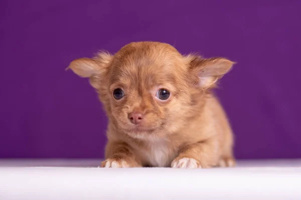 Chihuahua valp på lila bakgrund. Fint porträtt. — Stockfoto