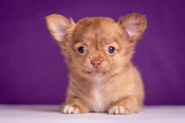 Chihuahua valp på lila bakgrund. Fint porträtt. — Stockfoto